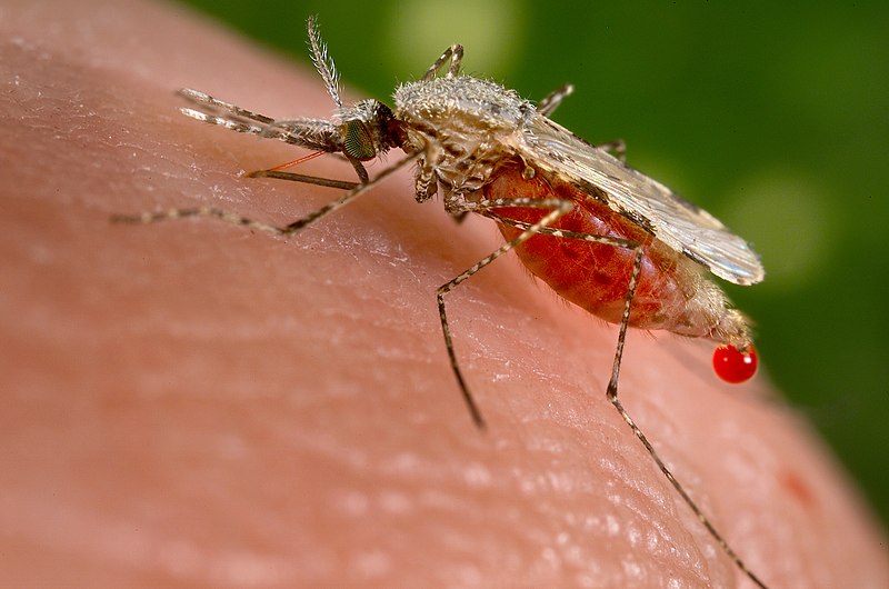 Mosquito Pest Control